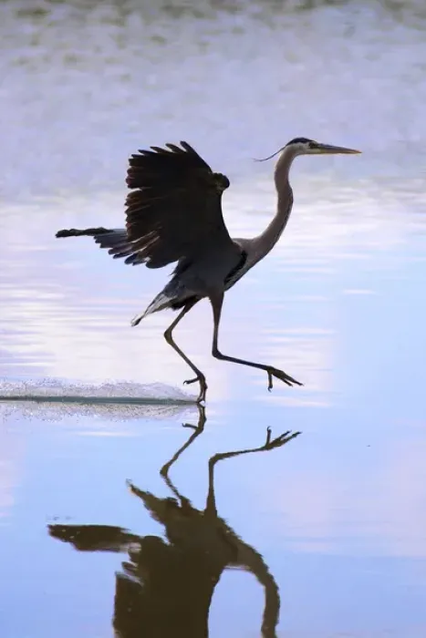 Framed Print : USA, California, Lakeside, Great Blue Heron Landing Framed Print : USA, California, Lakeside, Great Blue Heron Landing