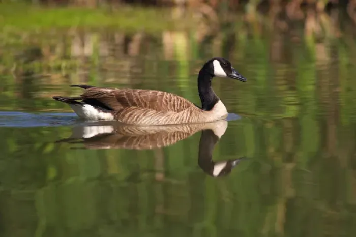 Framed Print : USA; California; Lakeside; San Diego; Canada Goose in Lakeside Framed Print : USA; California; Lakeside; San Diego; Canada Goose in Lakeside
