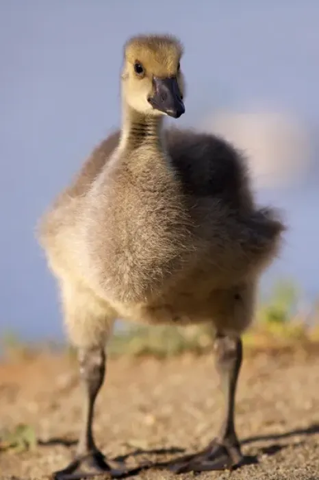 Framed Print : USA; California; Lakeside; San Diego; Canada Gosling in Lakeside Framed Print : USA; California; Lakeside; San Diego; Canada Gosling in Lakeside