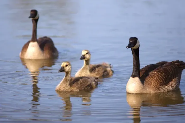Framed Print : USA; California; Lakeside; San Diego; Canada Goslings in Lakeside Framed Print : USA; California; Lakeside; San Diego; Canada Goslings in Lakeside