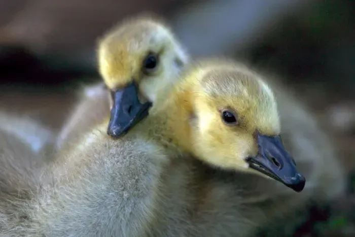 Framed Print : USA; California; Lakeside; San Diego; Canada Goslings in Lakeside Framed Print : USA; California; Lakeside; San Diego; Canada Goslings in Lakeside