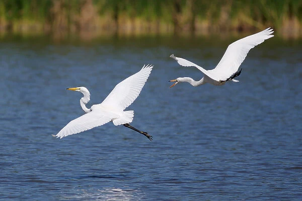 USA; California; Lakeside; San Diego; Great Egrets in Lakeside