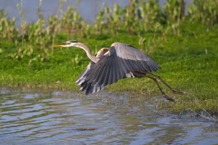 Framed Print : USA; California; Lakeside; San Diego:; Great Blue Heron flying in Lakeside Framed Print : USA; California; Lakeside; San Diego:; Great Blue Heron flying in Lakeside