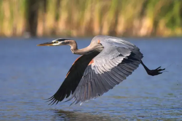 Framed Print : USA; California; Lakeside; San Diego:; Great Blue Heron flying in Lakeside Framed Print : USA; California; Lakeside; San Diego:; Great Blue Heron flying in Lakeside