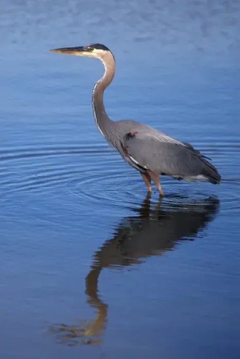 Framed Print : USA; California; Lakeside; San Diego:; Great Blue Heron in Lakeside Framed Print : USA; California; Lakeside; San Diego:; Great Blue Heron in Lakeside