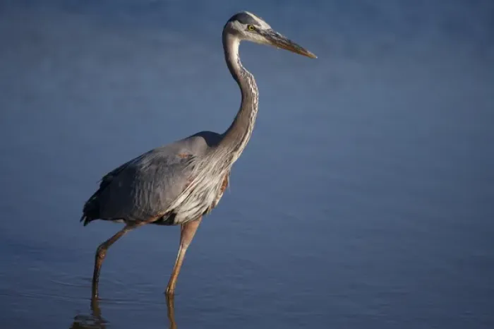 Framed Print : USA; California; Lakeside; San Diego:; Great Blue Heron in Lakeside Framed Print : USA; California; Lakeside; San Diego:; Great Blue Heron in Lakeside