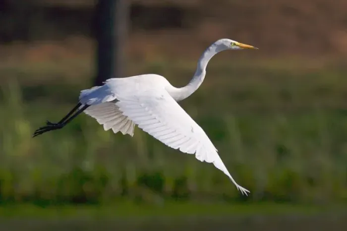 Framed Print : USA; California; Lakeside; San Diego:; Great Egret flying in Lakeside
