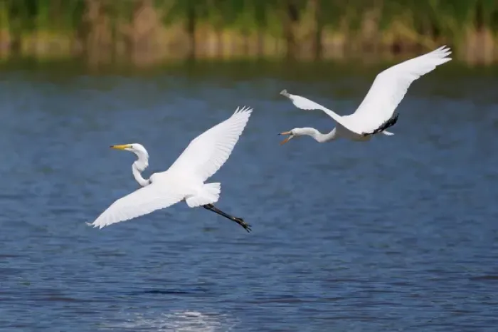Framed Print : USA; California; Lakeside; San Diego; Great Egrets in Lakeside Framed Print : USA; California; Lakeside; San Diego; Great Egrets in Lakeside