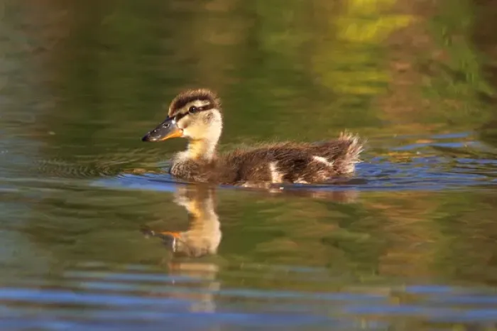 Framed Print : USA; California; Lakeside; San Diego; Mallard Duckling in Lakeside