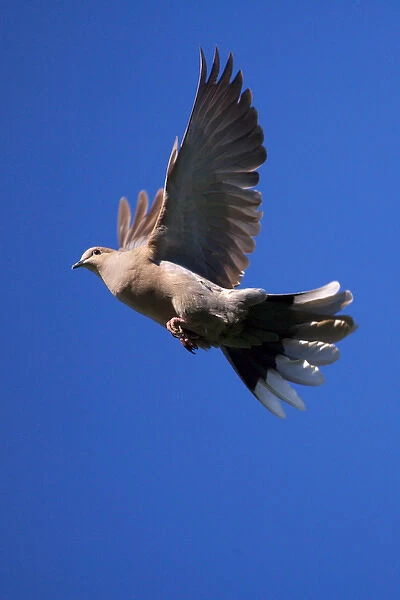 USA; California; Lakeside; San Diego; Mourning Dove flying in Lakeside