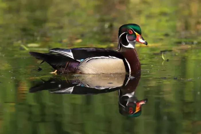 Framed Print : USA; California; Lakeside; San Diego; Wood Duck in Lakeside Framed Print : USA; California; Lakeside; San Diego; Wood Duck in Lakeside