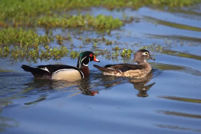 Framed Print : USA; California; Lakeside; San Diego:; Wood Ducks in Lakeside
