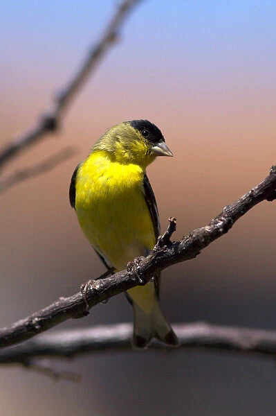 USA; California; Lakeside; San Diego; A Yellow Finch in Lakeside