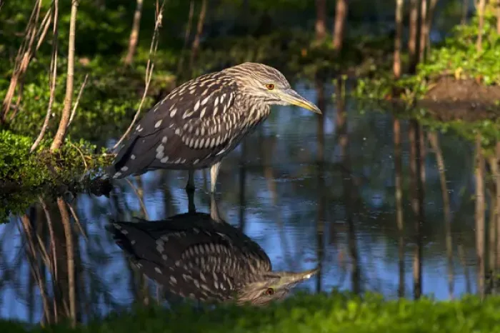 Framed Print : USA; California; Lakeside; San Diego:; A Young Black-Crowned Night-Heron in Lakeside Framed Print : USA; California; Lakeside; San Diego:; A Young Black-Crowned Night-Heron in Lakeside