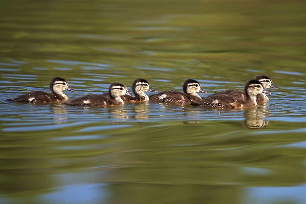 USA; California; Lakeside; Wood Ducklings on Lindo Lake in Lakeside