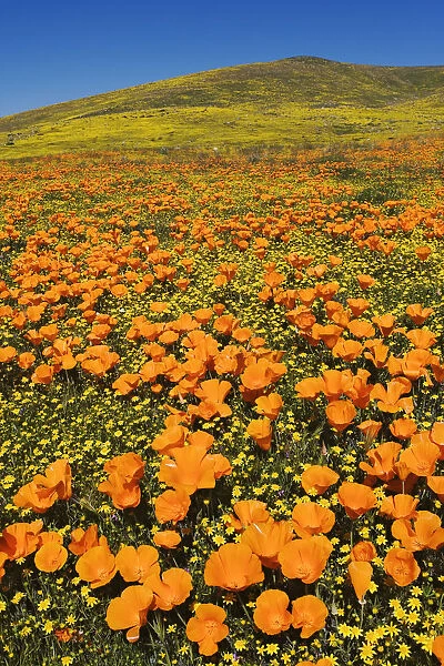 USA, California, Lancaster. Poppies and goldfields bloom on hillside