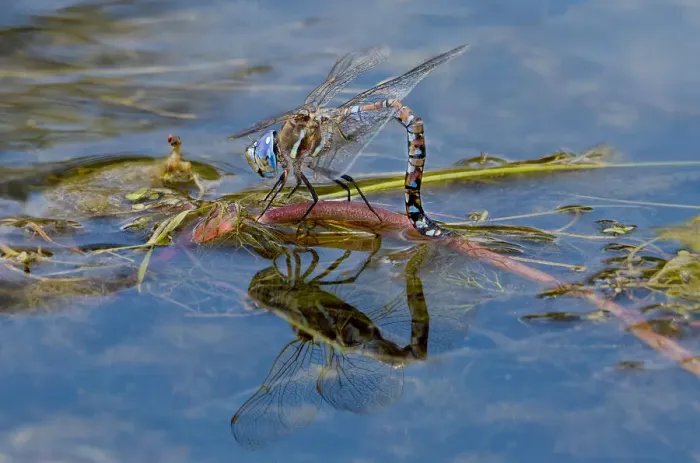 Framed Print : USA, California, Lassen County. Female California darner lays eggs on plant in creek