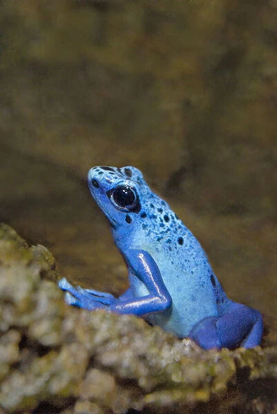 USA, California, Long Beach. Captive blue poison dart frog on rock in Aquarium of the Pacific