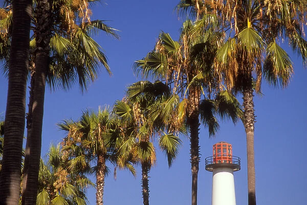 USA, California, Long Beach. The Lions Lighthouse is framed by a row of palm
