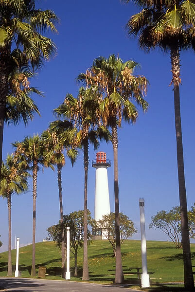 USA, California, Long Beach. Palm trees line the walkway to the Lions Lighthouse