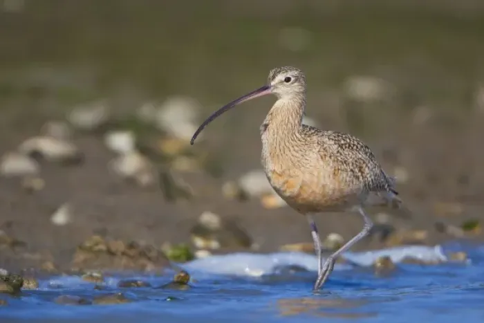 Framed Print : USA, California, Long-billed Curlew