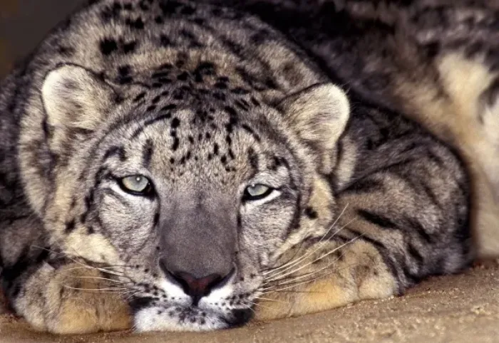 Framed Print : USA, California, Los Angeles Count. Close-up of snow leopard at Wildlife Waystation Framed Print : USA, California, Los Angeles Count. Close-up of snow leopard at Wildlife Waystation