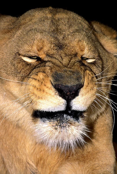 USA, California, Los Angeles County. African lioness adult grimacing at Wildlife Waystation