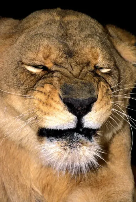 Framed Print : USA, California, Los Angeles County. African lioness adult grimacing at Wildlife Waystation