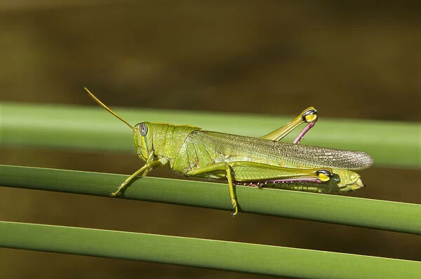 USA, California, Los Angeles County. Male green bird grasshopper on cattail reed