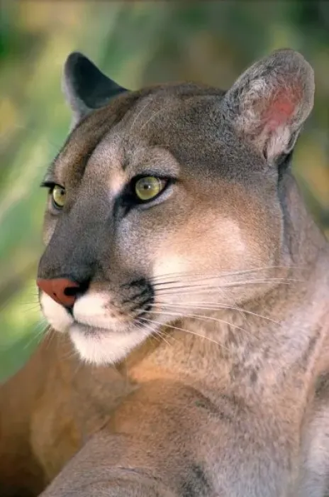 Framed Print : USA, California, Los Angeles County. Portrait of mountain lion or cougar at Wildlife Framed Print : USA, California, Los Angeles County. Portrait of mountain lion or cougar at Wildlife