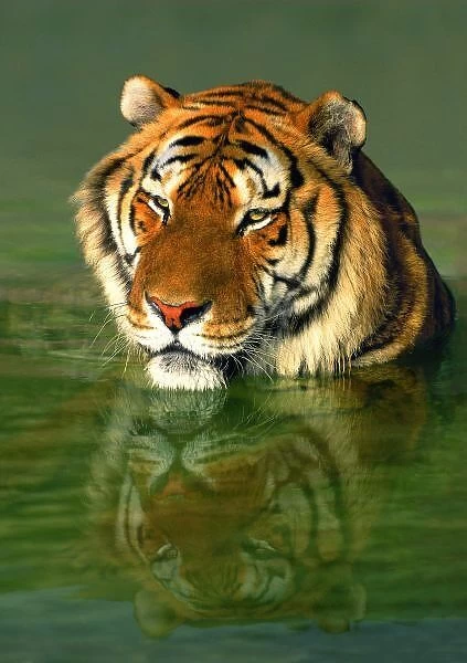 USA, California, Los Angeles County. Bengal tiger in water at Wildlife Waystation rescue facility