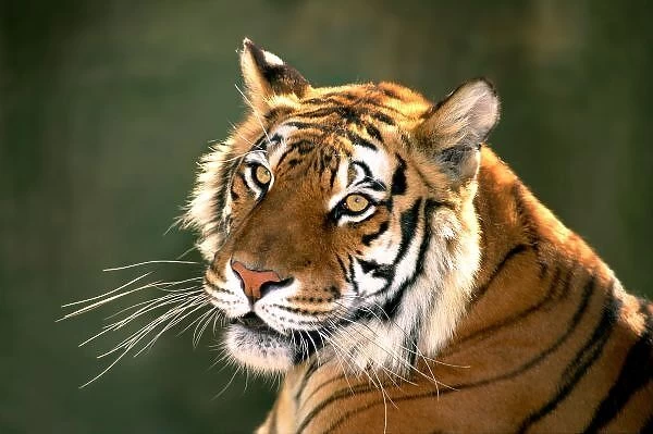 USA, California, Los Angeles County. Portrait of Bengal tiger at Wildlife Waystation