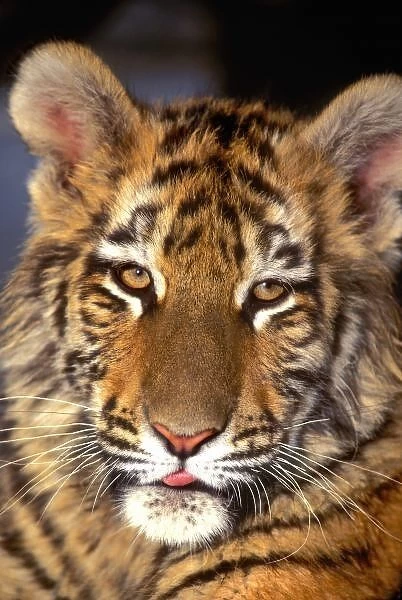 USA, California, Los Angeles County. Portrait of Bengal tiger cub at Wildlife Waystation
