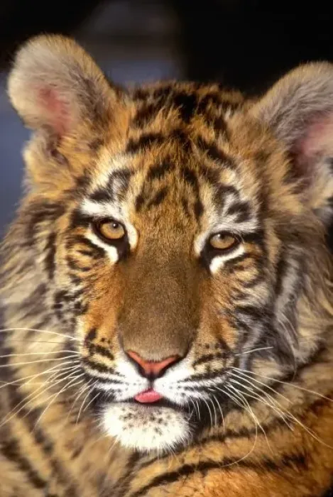 Framed Print : USA, California, Los Angeles County. Portrait of Bengal tiger cub at Wildlife Waystation Framed Print : USA, California, Los Angeles County. Portrait of Bengal tiger cub at Wildlife Waystation