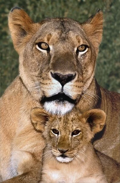 USA, California, Los Angeles County. Portrait of African lioness mother and cub at