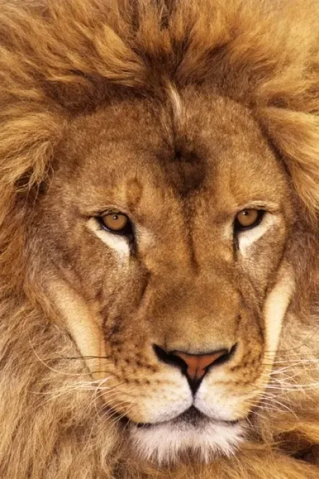 Framed Print : USA, California, Los Angeles County. Portrait of African lion male at Wildlife Waystation Framed Print : USA, California, Los Angeles County. Portrait of African lion male at Wildlife Waystation