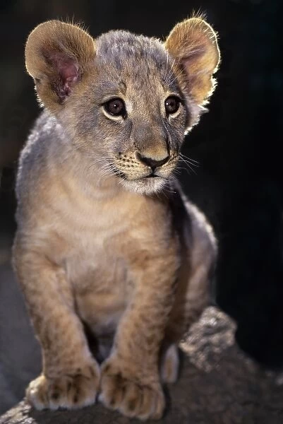 USA, California, Los Angeles County. Close-up of African lion cub on rock at Wildlife Waystation