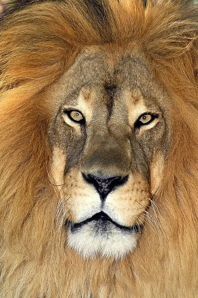 USA, California, Los Angeles County. Portrait of African lion at Wildlife Waystation