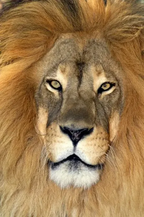 Framed Print : USA, California, Los Angeles County. Portrait of African lion at Wildlife Waystation Framed Print : USA, California, Los Angeles County. Portrait of African lion at Wildlife Waystation