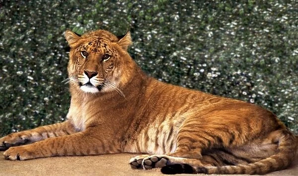 USA, California, Los Angeles County. Close-up of ligress, a lion  /  tiger hybrid, at