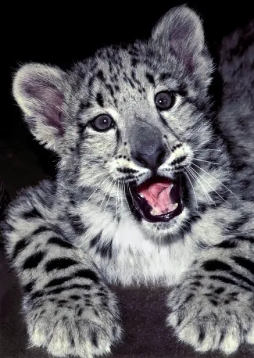 Framed Print : USA, California, Los Angeles County. Close-up of curious snow leopard at Wildlife