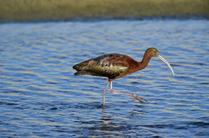 Framed Print : USA, California, Los Angeles. Glossy ibis in breeding plumage Framed Print : USA, California, Los Angeles. Glossy ibis in breeding plumage