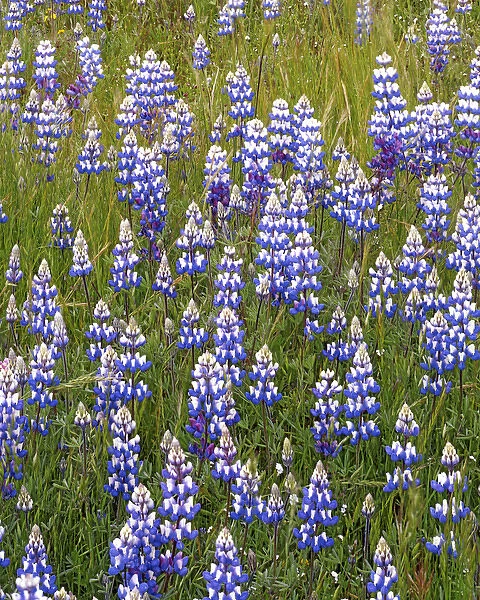 USA, California, Los Padres National Forest, Lupine
