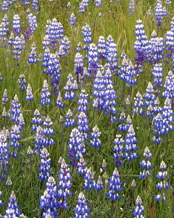 Framed Print : USA, California, Los Padres National Forest, Lupine