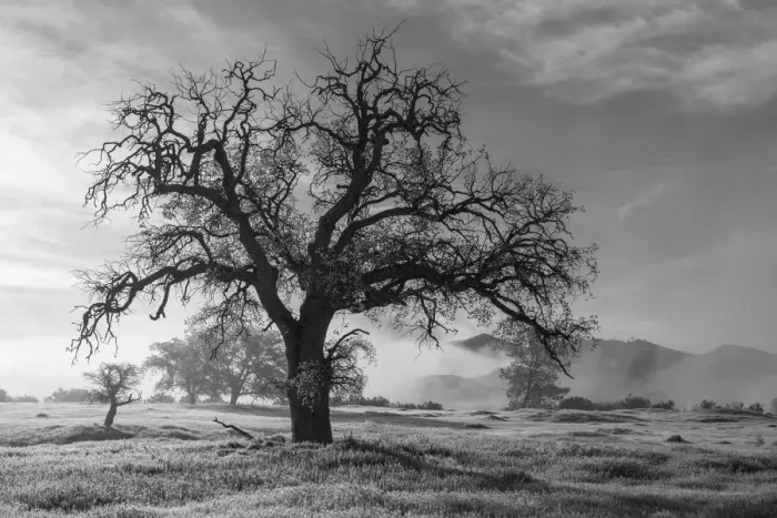 Framed Print : USA, California, Los Padres National Forest. Oak tree on foggy morning Framed Print : USA, California, Los Padres National Forest. Oak tree on foggy morning
