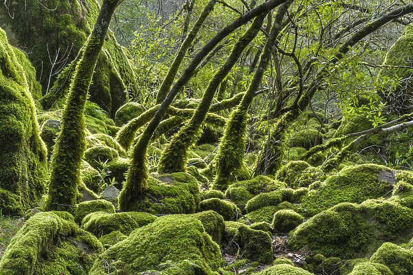 USA, California. Lush green mosses and ferns cover the trees during the rainy season
