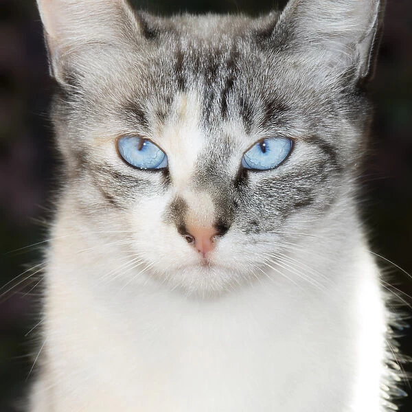 USA, California. Lynx point Siamese cat portrait