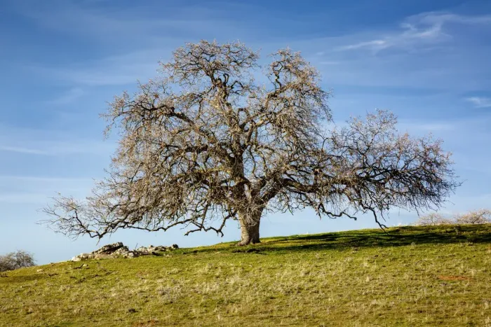 Framed Print : USA, California, Madera County, Majestic live oak along a rural country road