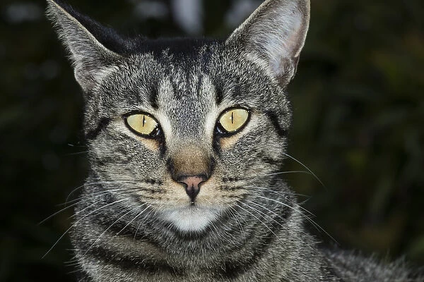 USA, California. Male tabby cat portrait