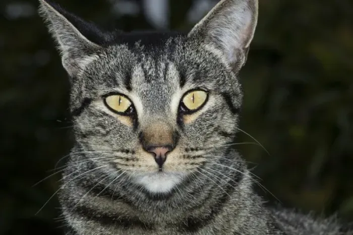 Framed Print : USA, California. Male tabby cat portrait